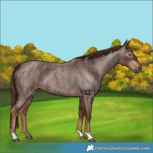 Horse Color:Gray Red Roan