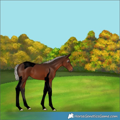 Horse Color:Gray Void Silver Bay Tobiano 