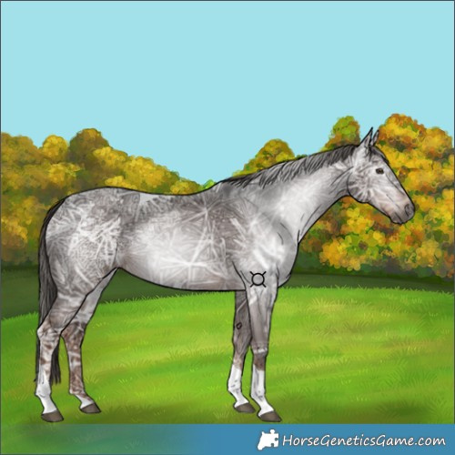 Horse Color:Gray Liver Chestnut Ice Tobiano