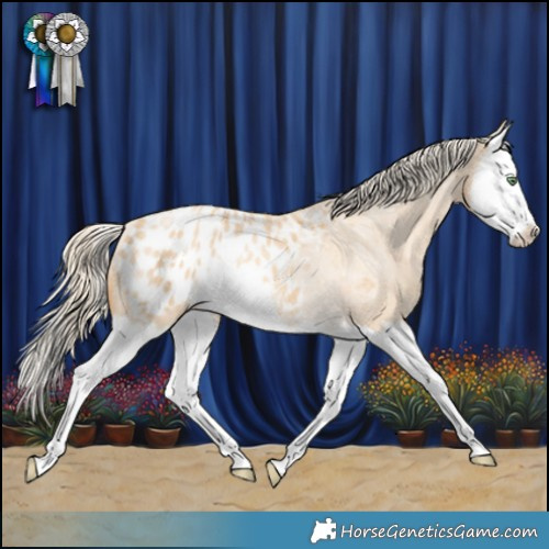 Horse Color:Gold Cream Champagne Roan Splash Blanket Rabicano 