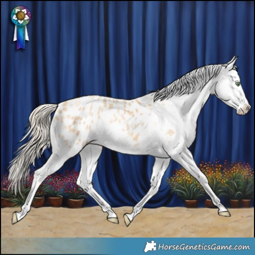 Horse Color:Gold Cream Champagne Roan Splash Appaloosa Rabicano 