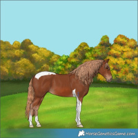 Horse Color:Chestnut Tobiano