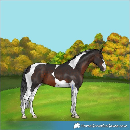 Horse Color:Brown Tobiano 