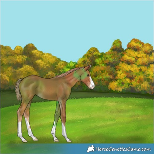 Horse Color:Chestnut 