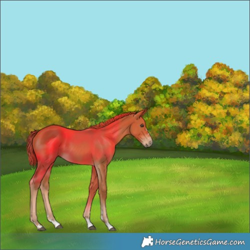 Horse Color:Chestnut 