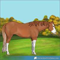 Horse Color:Chestnut Splash 