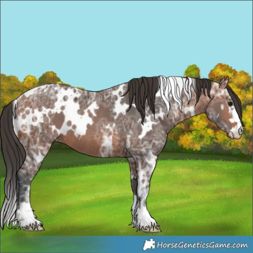 Horse Color:White Spotted Bay Ice Rabicano