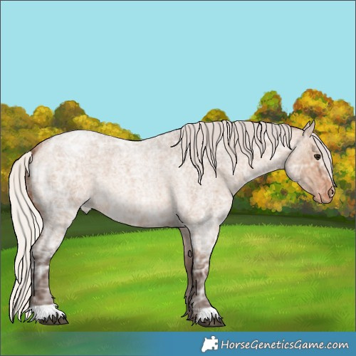 Horse Color:Silver Brown Ice Roan Dun Appaloosa 