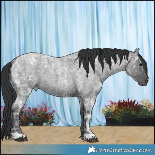 Horse Color:Blue Ice Roan 