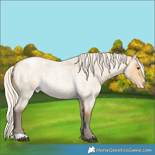 Horse Color:Silver Buckskin Roan Dun Appaloosa 