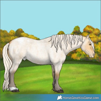 Horse Color:Silver Buckskin Roan Dun Appaloosa 