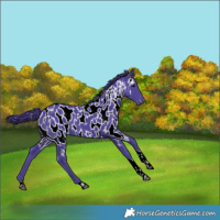 Horse Color:Gray Watercolor Black Tobiano Appaloosa 