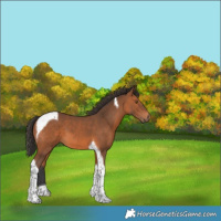 Horse Color:Bay Tobiano 