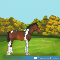 Horse Color:Bay Tobiano 