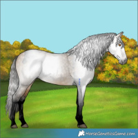 Horse Color:Gray Void Buckskin Dun Tobiano