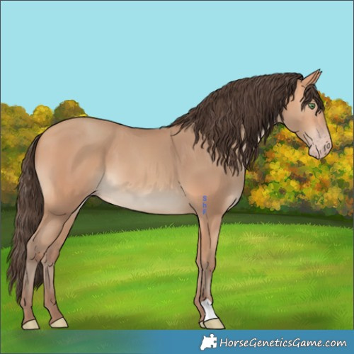 Horse Color:Amber Champagne 