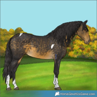 Horse Color:Buckskin Tobiano