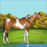 Horse Color:Gray Buckskin Tobiano 