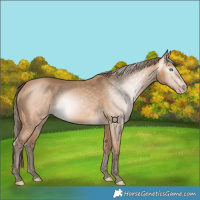 Horse Color:Gray Perlino