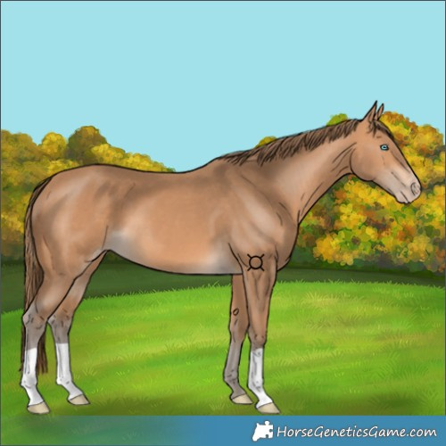 Horse Color:Gray Perlino 