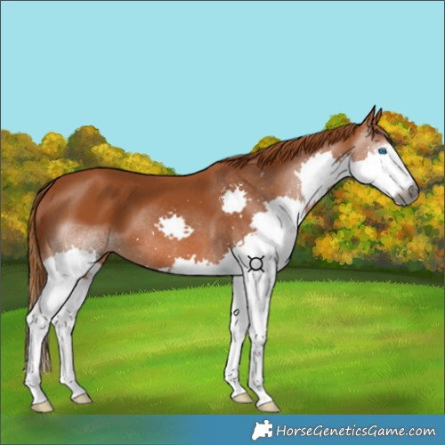 Horse Color:Gray Chestnut Splash 