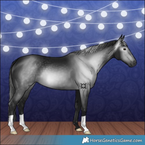 Horse Color:Gray Smoky Black 