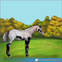 Horse Color:Bay Ice Dun Splash