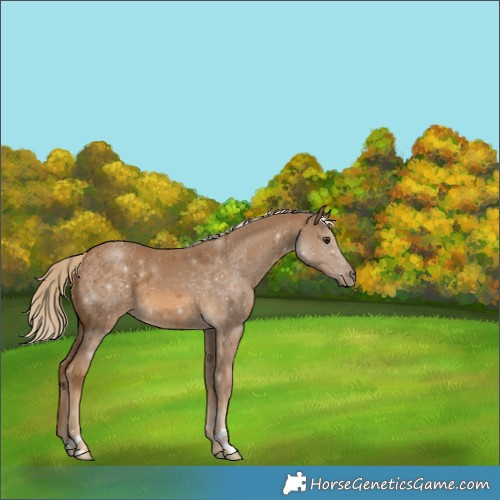 Horse Color:Chocolate Palomino