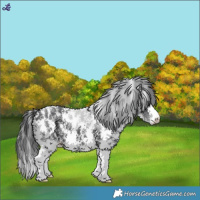 Horse Color:Black Sabino 