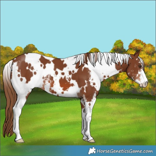 Horse Color:White Spotted Chestnut Sabino