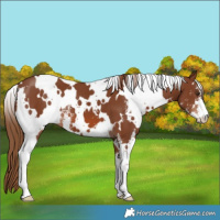 Horse Color:White Spotted Chestnut Sabino