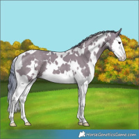 Horse Color:Watercolor White Spotted Grullo Splash 