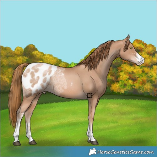 Horse Color:Chestnut Ice Snowdrop Pearl Sabino Blanket 
