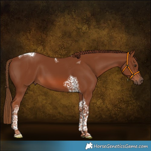 Horse Color:Chestnut Tobiano