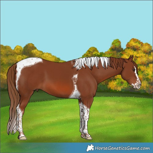 Horse Color:Chestnut Splash Tobiano 