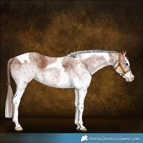Horse Color:White Spotted Chestnut Splash Tobiano 