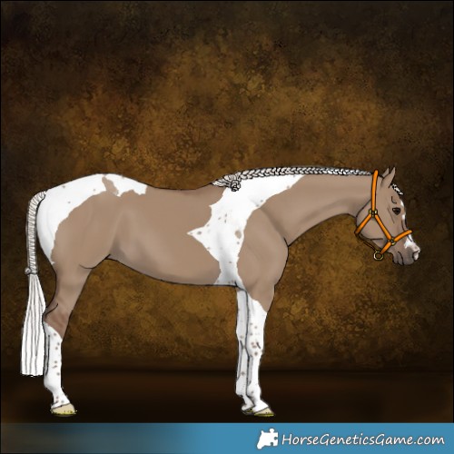 Horse Color:Silver Grullo Tobiano 