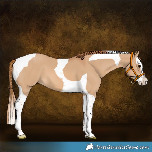 Horse Color:Red Dun Splash Tobiano 