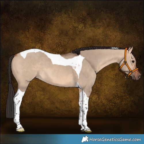 Horse Color:Bay Dun Tobiano 