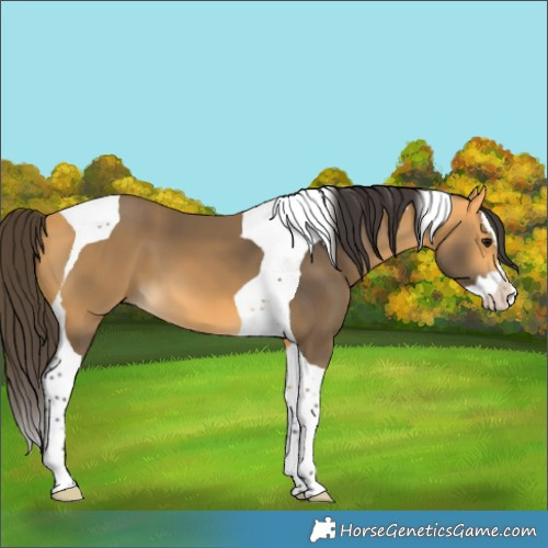 Horse Color:Buckskin Splash Tobiano 
