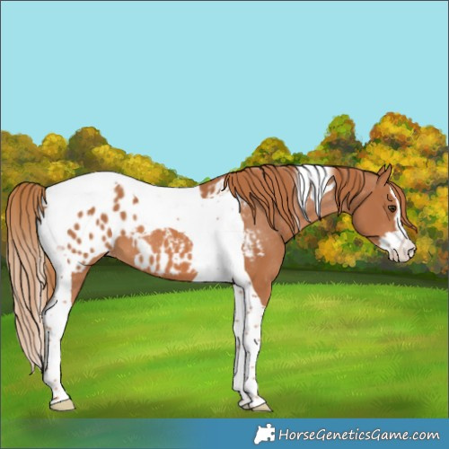 Horse Color:Chestnut Splash Tobiano Blanket 