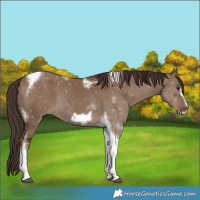 Horse Color:Liver Red Dun Tobiano Frame