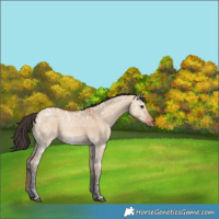 Horse Color:Bay Ice Dun