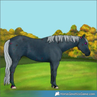 Horse Color:ERROR: UNKNOWN ANOMALY