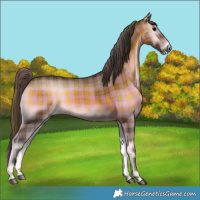 Horse Color:Plaid Bay Onyx Tobiano Rabicano