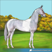 Horse Color:Plaid Silver Blue Onyx Roan Tobiano