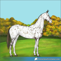 Horse Color:Plaid  Brown Onyx Tobiano Near Leopard 