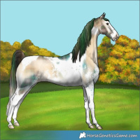 Horse Color:Plaid  Liver Red Onyx Sabino Splash Tobiano Varnish 