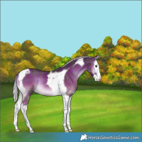 Horse Color:Plaid  Chocolate Palomino Onyx Splash Tobiano 