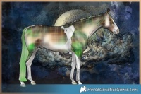 Horse Color:Plaid  Liver Red Onyx Tobiano 